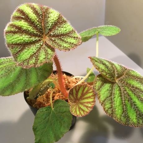 Begonia versicolor from Ha Giang WF1 [YH]