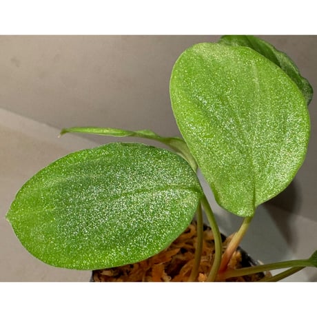 Homalomena sp. "Sunshine Natal Gila2" BNN from Sibolga timur [AZ1217-6]