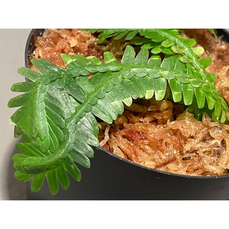 Selaginella sp. バリエガータ from "Nanga pinoh" [TB]