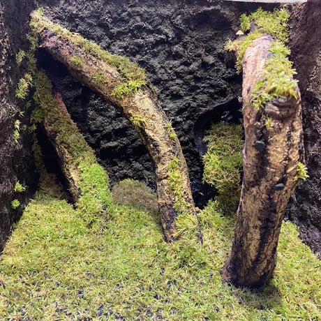 Moss from Ipoh State Malaysia
