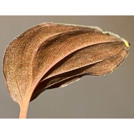 Homalomena sp."赤鉄鉱” from Kepulauan Riau [SGP import] KZT