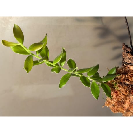 Ceratostema kiatana