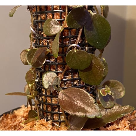 Pilea imparifolia from Iquitos Peru [tanakay]