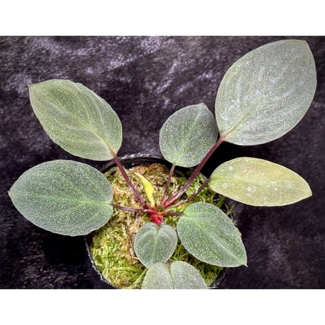 Homalomena sp. from Tawau [TK071116-1]