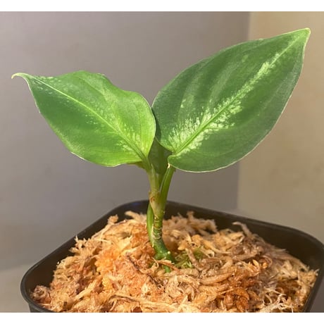 Aglaonema pictum “島風”13冬　from Sibolga timur ［AZ0813-4］