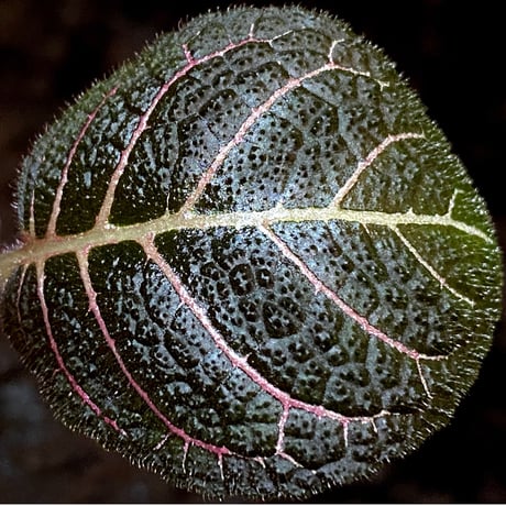 Pearcea hypocyrtiflora from South America