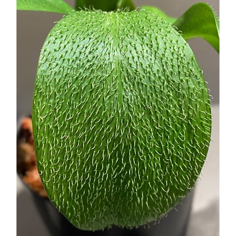 Homalomena hasei "狐尾" from Aceh sumatera [LA0616-04]