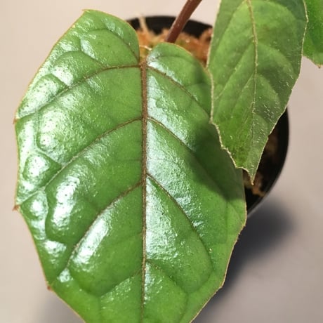 Pterisanthes sp. from Sabah Malaysia