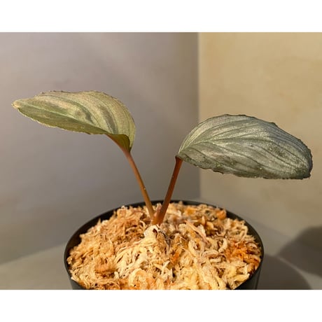Homalomena sp. "Imperial Japanese Navy" from Resum P.Lingga [AZ0517-11] ②