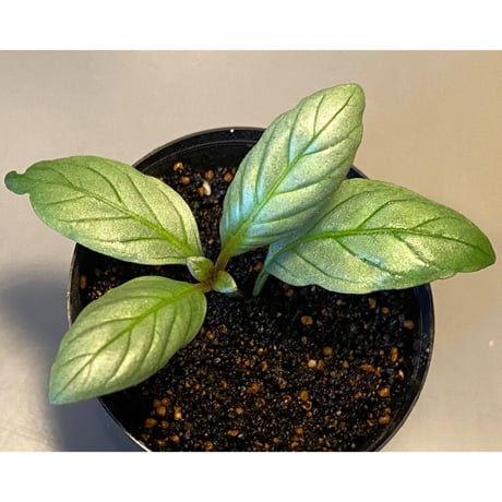 Acanthaceae gen. from Laos [LA]