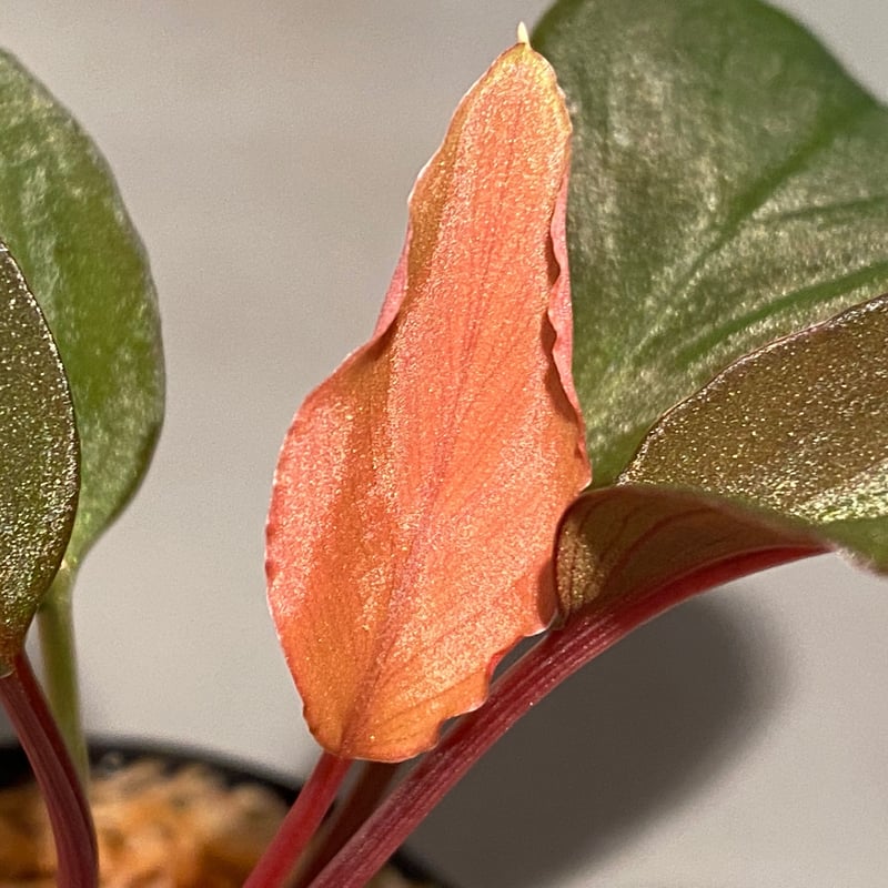 Homalomena sp. \"月輪\" [LA0318-01] Rooted ! Homalomena sp. 月輪 Sumatera utara LA Rec130 F1