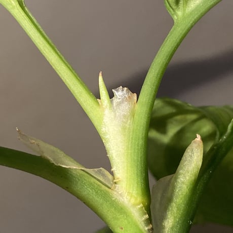 Aglaonema pictum "Blue Nias" from Pulau Nias [AZ0912-3.5]