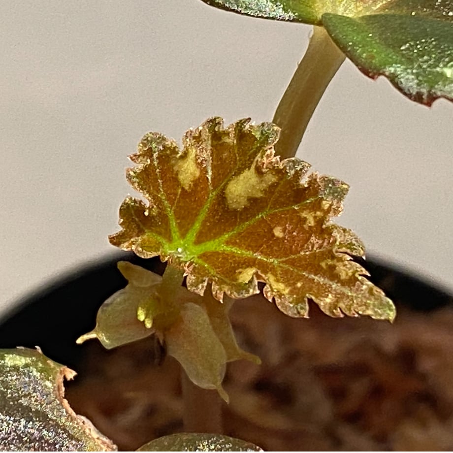 606da317baeb3a0fa1fd9867