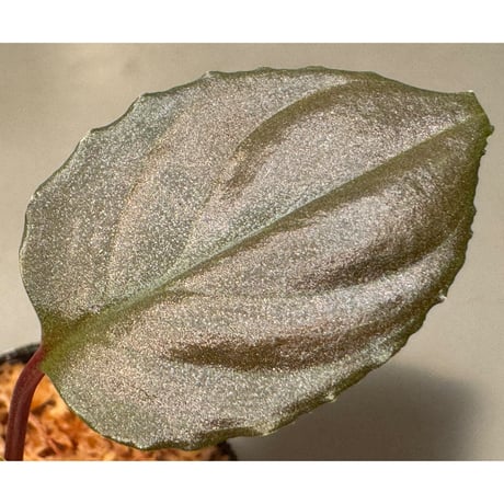 Homalomena sp. "Opal Purple" from Kepulauan Riau