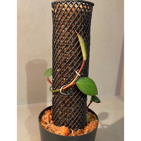 Philodendron sp. from Iquitos Peru [tanakay]