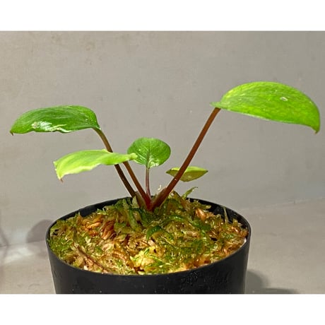 Homalomena terajaensis "Labi" Green Brunei [TB]