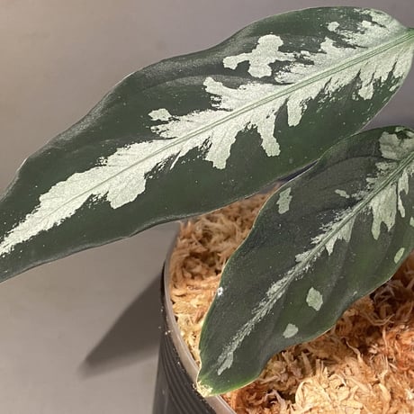Aglaonema pictum A "しるば〜らいん" from Aceh sumatera [LA0217-04]