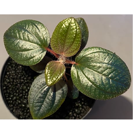 Phyllagathis rotundifolia [STRINGE PLANTS]