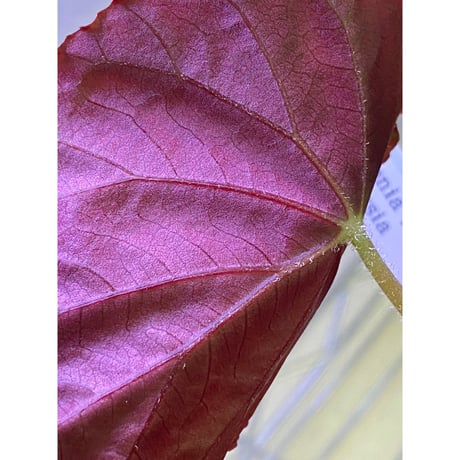 Begonia pavonina from Malaysia