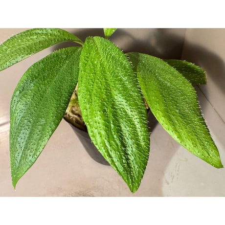 Homalomena hasei "狐尾" from Aceh sumatera [LA0616-04]