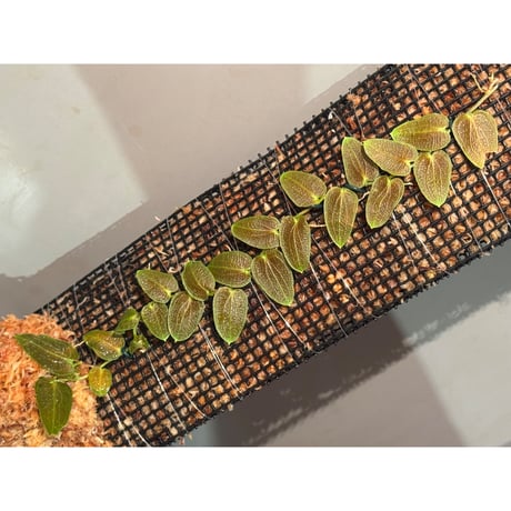 Pothos barberianus from Kapuas fulu West Kalimantan