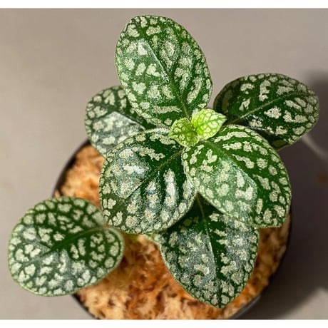 Argostemma sp. "Diamond Leaf" from Sanggau