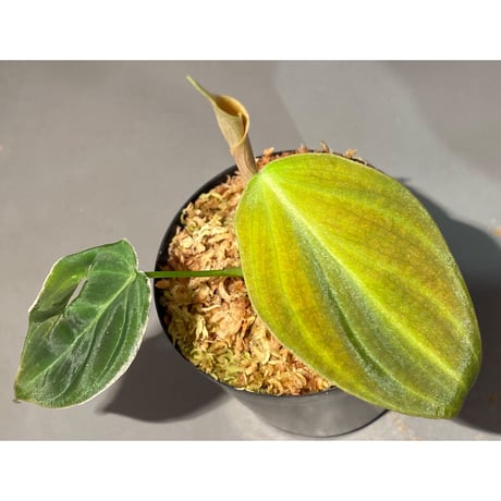 Philodendron melanochrysum