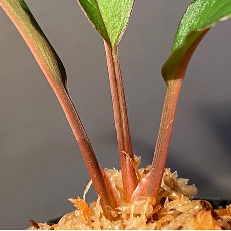 Homalomena sp. "Nanga pinoh" セミビロード Melawi Kal barat [TB]