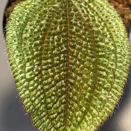 Phyllagathis sp. from Dong Nai province south Vietnam