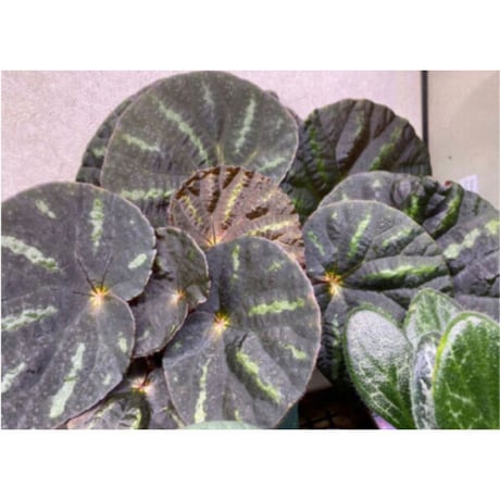 Begonia sp. from Cao Bang [YH251019] TK