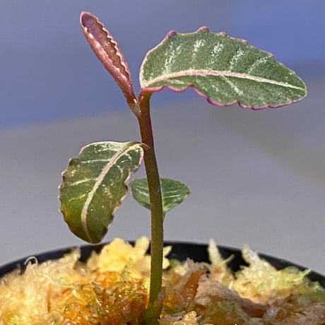 Labisia sp. from Riau