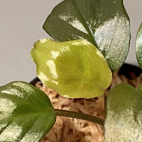 Homalomena sp. "Black Velvet" from Kepulauan Riau [KN]