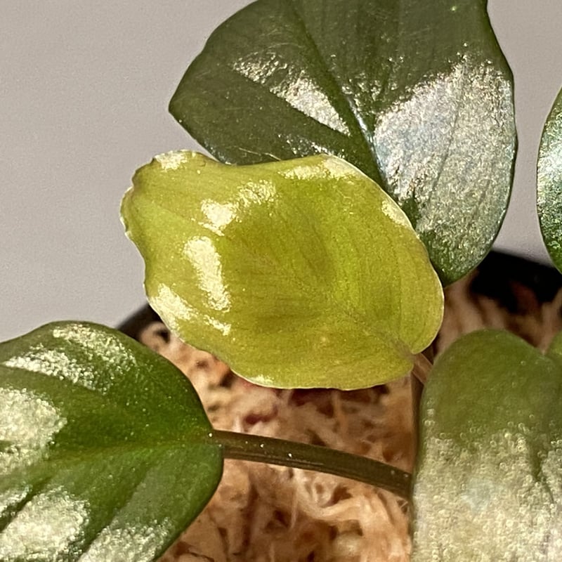 Homalomena sp. \"Black Velvet\" [KN便] 大きめ Homalomena sp. 