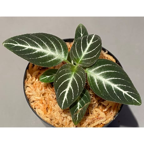 Gesneriaceae gen. from Kalimantan Barat