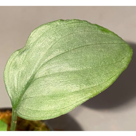 Homalomena sp. "Kayu Lapis" White Kal-barat [TB]