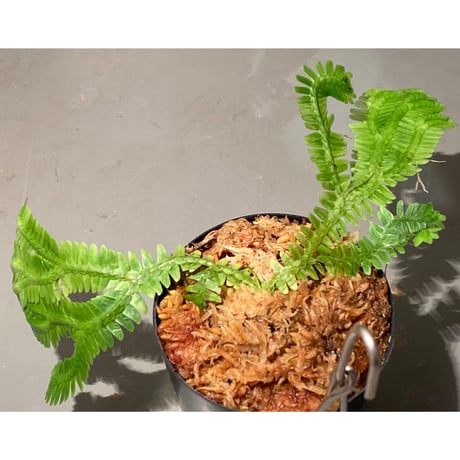 Selaginella sp. バリエガータ from "Nanga pinoh" [TB]
