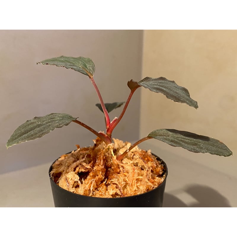 Homalomena sp. Red 