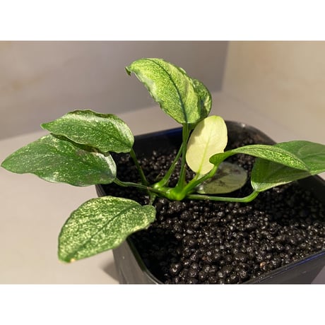 Anubias barteri var. nana "variegated"