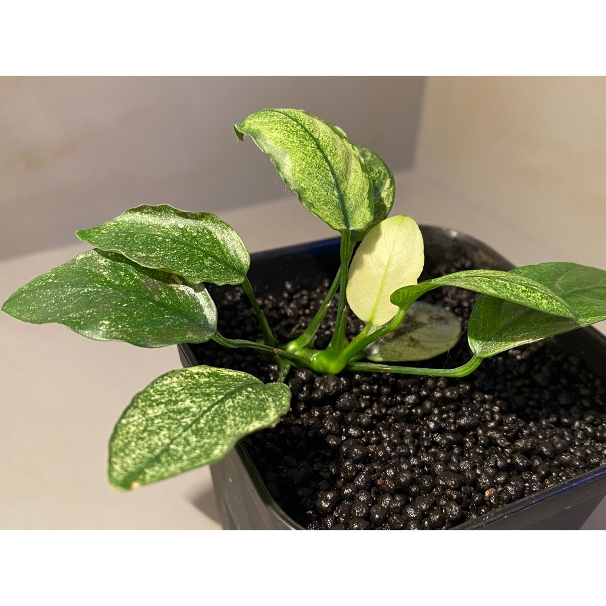 Anubias barteri var. nana 