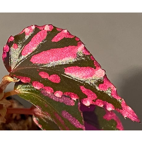 Begonia sp. ぼっち株 from Julau [R1214-01b]