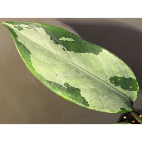 (本タグ付) Aglaonema pmilum from Phang Nga THAILAND [R0818-01]