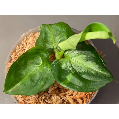 Aglaonema pictum "Hierophant-Green" 法皇緑 from Sumatera Barat [AZ0512-X]