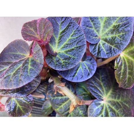 (大株) Begonia sp. from Manaus
