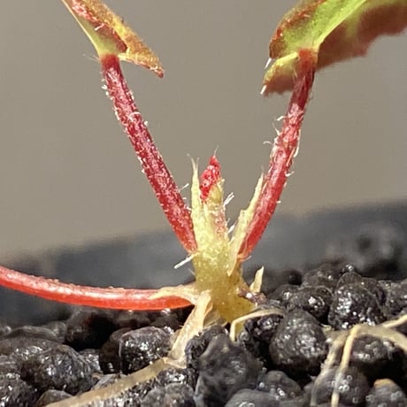Begonia sp. from Aceh [LA]