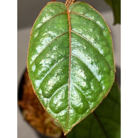 Pterisanthes sp. from Sabah-1 [R0515-01a]