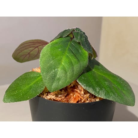 Gymnostachyum sp. from Tigalingga [HW0219-02-f1]