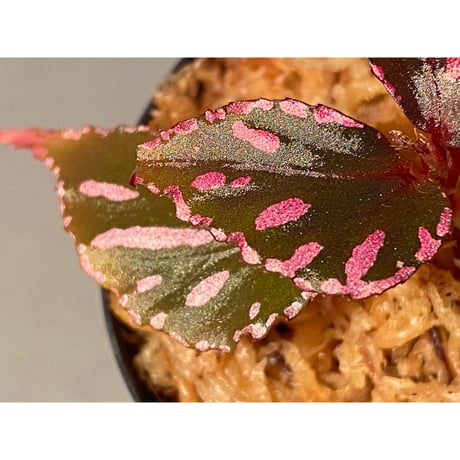 Begonia sp. ぼっち株 from Julau [R1214-01b]