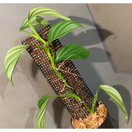 Philodendron sp. from Iquitos Peru [tanakay]