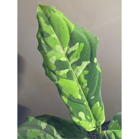 Aglaonema pictum GW Type1 from Padang sidempuan [TB1410]