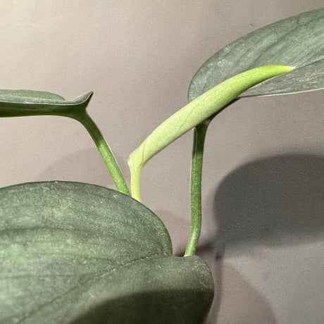 Scindapsus hederaceus 'Silver'